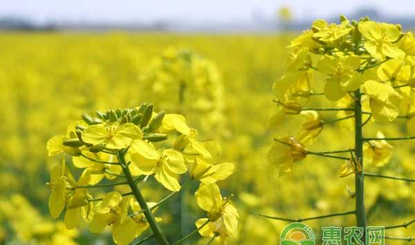 早春油菜田间管理要点