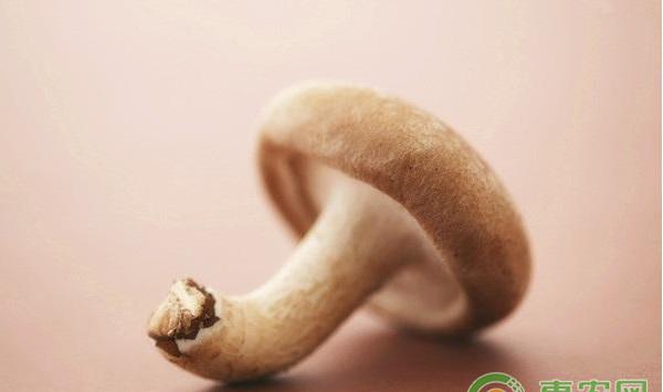 香菇L18菌株生物学特性及其栽培技术