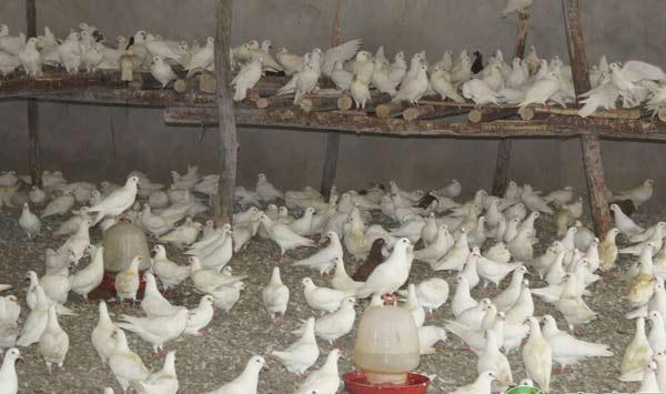 肉鸽饲养管理技巧：肉鸽饲料配置原则