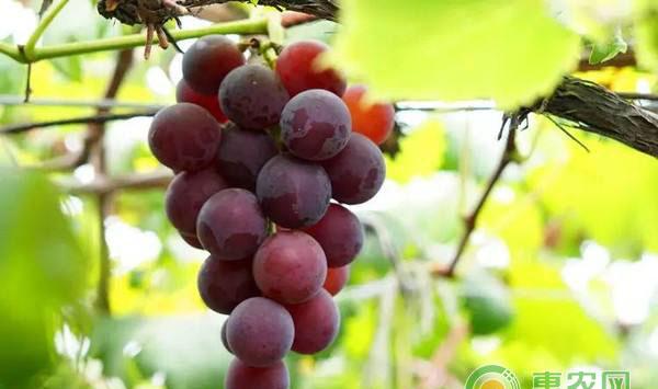 葡萄全园病害对应农药使用