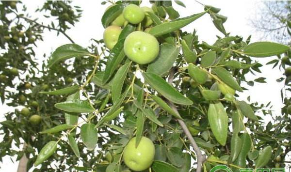 青枣高效种植技术及常见病虫害防治措施
