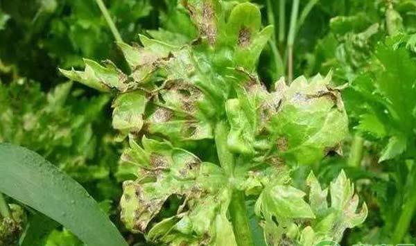 芹菜的常见病害防治措施