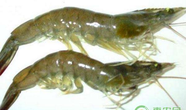 南美白对虾池塘养殖注意事项