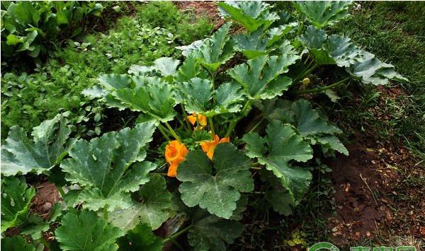 打籽西葫芦高产种植技术及病虫害防治要点