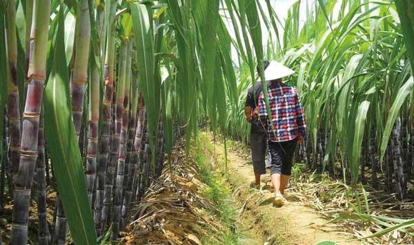 甘蔗怎么施肥？甘蔗高效施肥技术