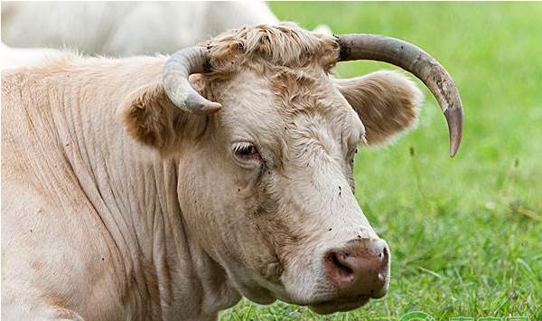 肉牛快速催肥技巧：肉牛促长剂的种类和使用方法