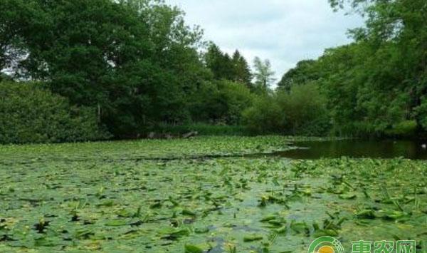 科学调控水质，提高池塘的底质的方法