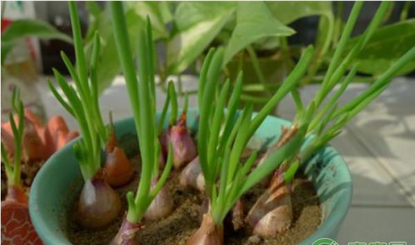 葱蒜出现干尖黄化怎么办？葱蒜干尖黄化的原因及其防治措施
