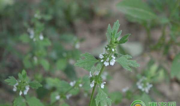 各类蔬菜田间杂草防治技术