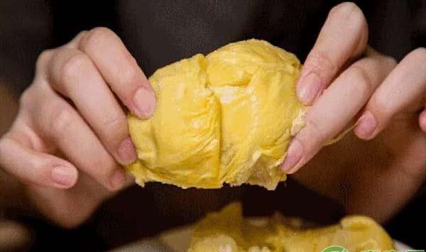 “水果之王”榴莲种植过程详解