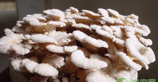 白参菌怎么栽培？白参菌栽培技术