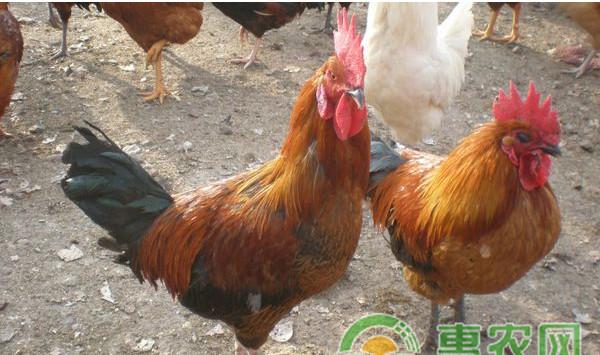 养鸡户注意：鸡群产蛋率急剧下降的原因