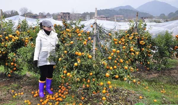 柑橘种植：柑橘霜冻灾害预防建议