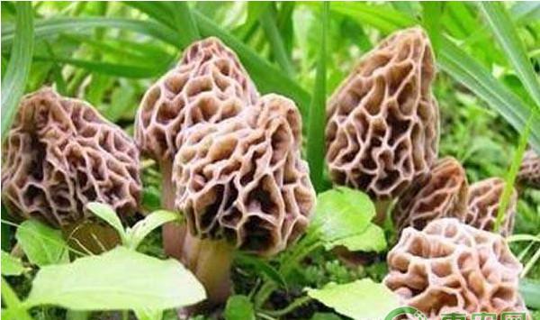 羊肚菌林下生态种植技术要点