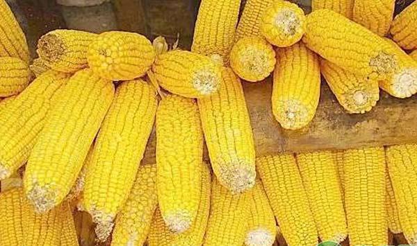 浅谈玉米高产栽培技术