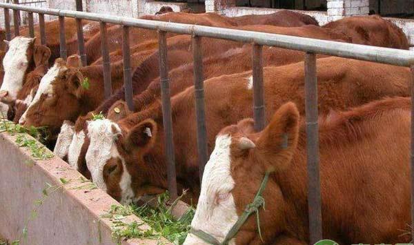 养牛技术：冬季养肥牛注意事项