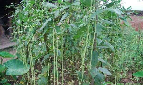 菜豆高效栽培技术及病虫害防治