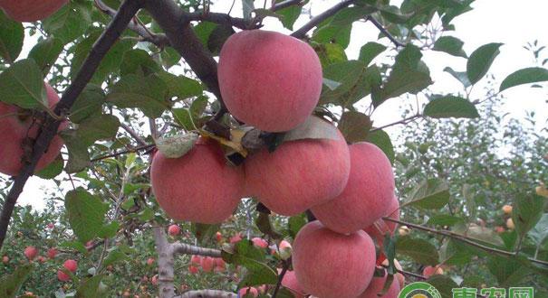 苹果树预防病害技巧