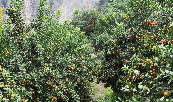 种植柑橘要注意什么？新种的柑橘该如何促根？