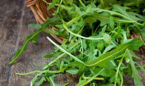 芝麻菜的栽培技术要点