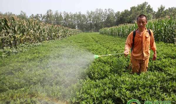 金龟子幼虫蛴螬防治方法