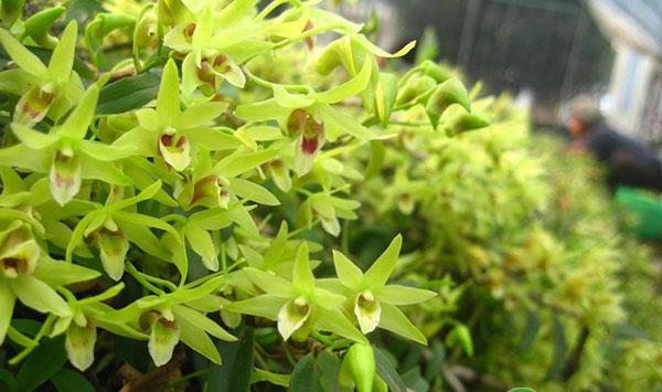 铁皮石斛种植方法