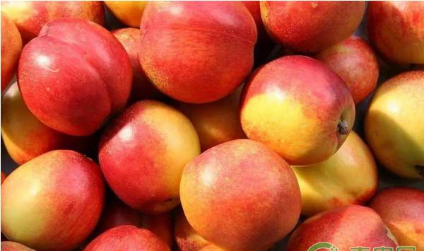 高寒地区日光温室油桃高产栽培管理技术