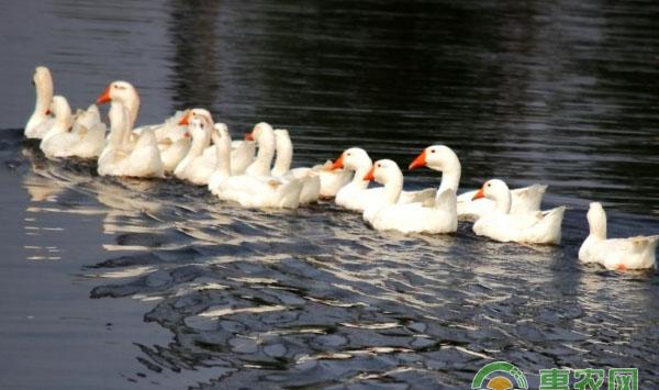 中鹅的饲养管理要点