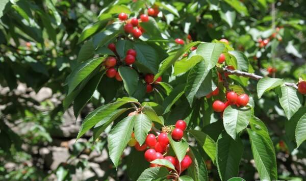 大樱桃苗冬季养护要点