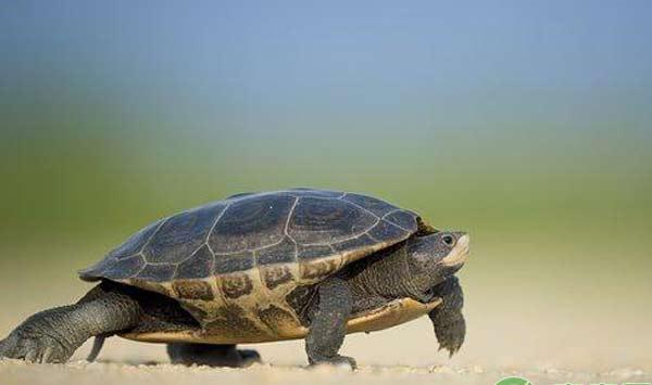 2018野生甲鱼养殖前景分析