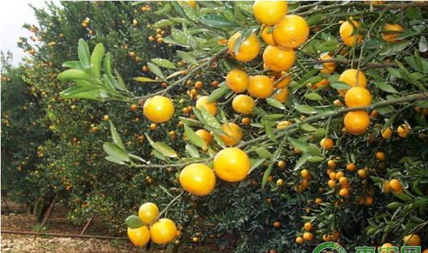 沙糖橘高效种植技术及主要病虫害防治