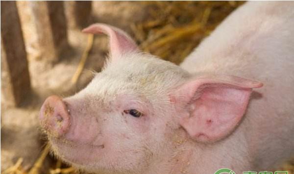 冬季育肥猪的快速增重方法