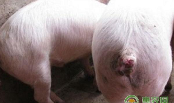 如何防治猪咬尾巴？