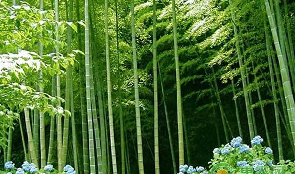 楠竹造林栽培技术