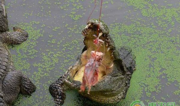 鳄鱼生存条件