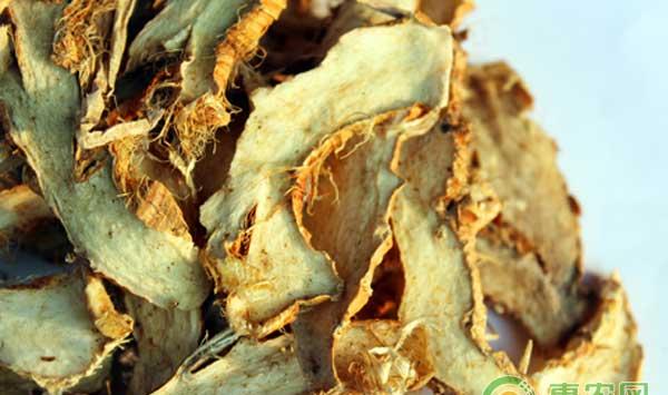 中药材知母种植管理技术