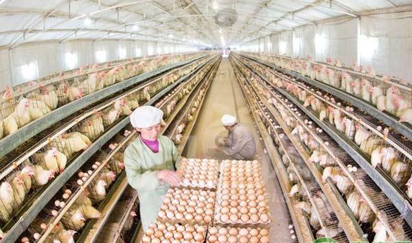 养鸡小窍门：鸡舍垫沙的作用