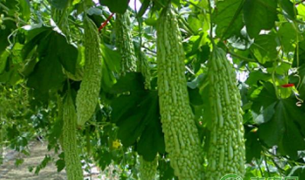苦瓜高效种植技术及主要病虫害防治方法