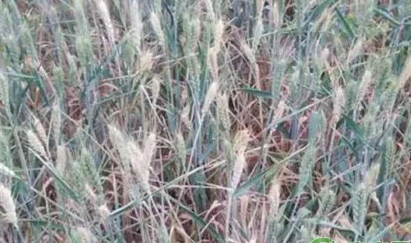 小麦纹枯病防治措施