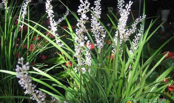 麦冬怎么种？麦冬种植效益高吗？