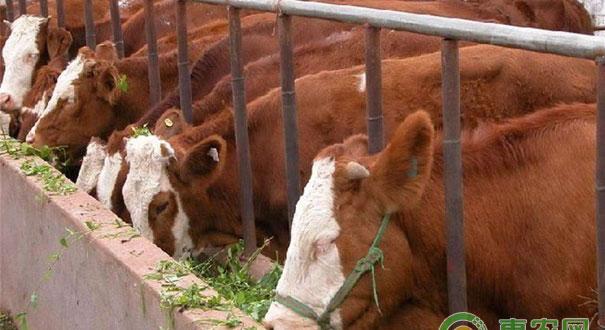 牛口蹄疫预防与治疗