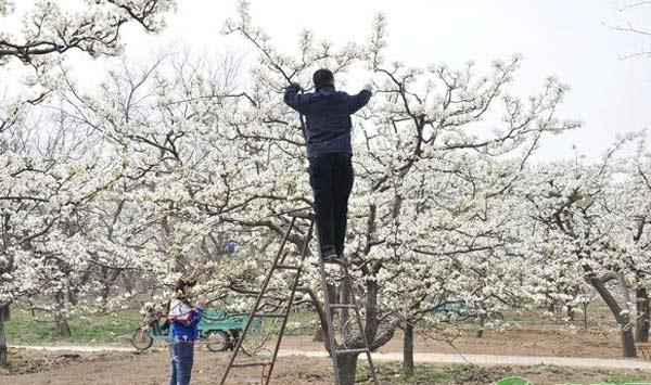 梨树种植技术：梨子丰产栽培措施