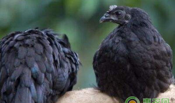 乌鸡精品养殖方法