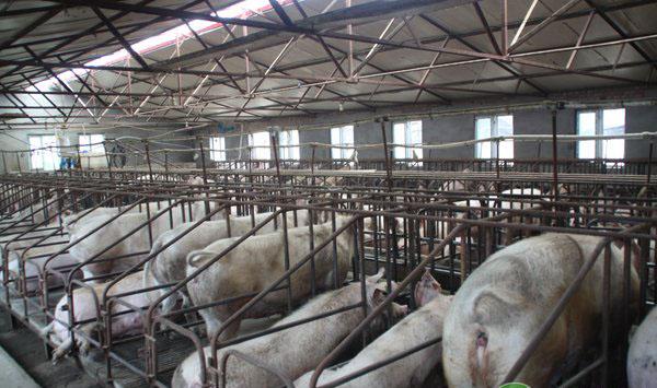 生猪高效健康养殖配套技术应用推广