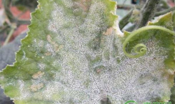 黄瓜常见病虫害及其防治药剂