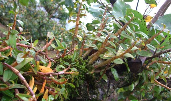 石斛如何种植？石斛优质高产栽培技术要点