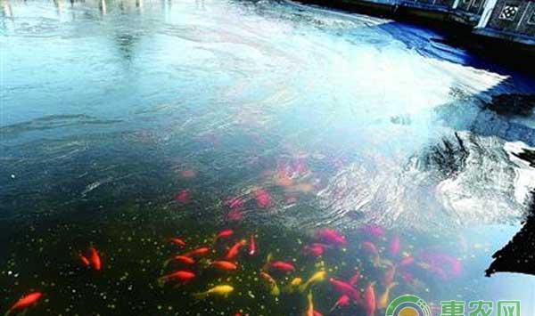 如何根据池水结冰状态防鱼病？