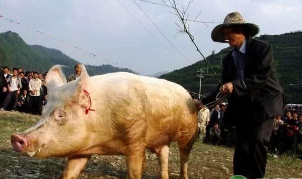 浅谈养殖业中流传的俗语