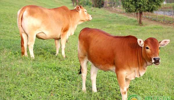 肉牛无公害高效管理要点