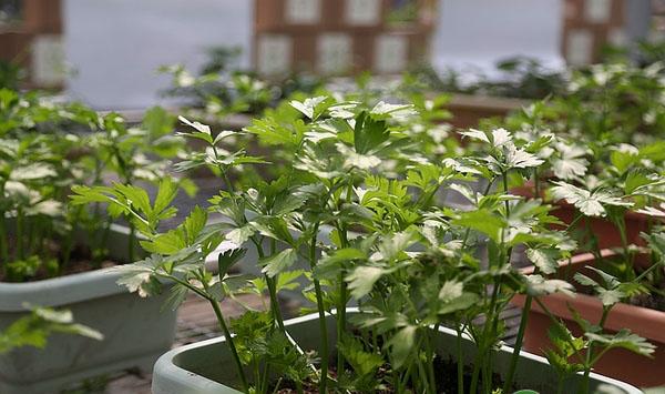 紫背天葵种植要点